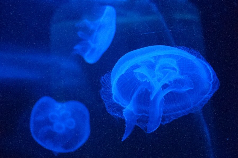 Photo Cognitive Biases