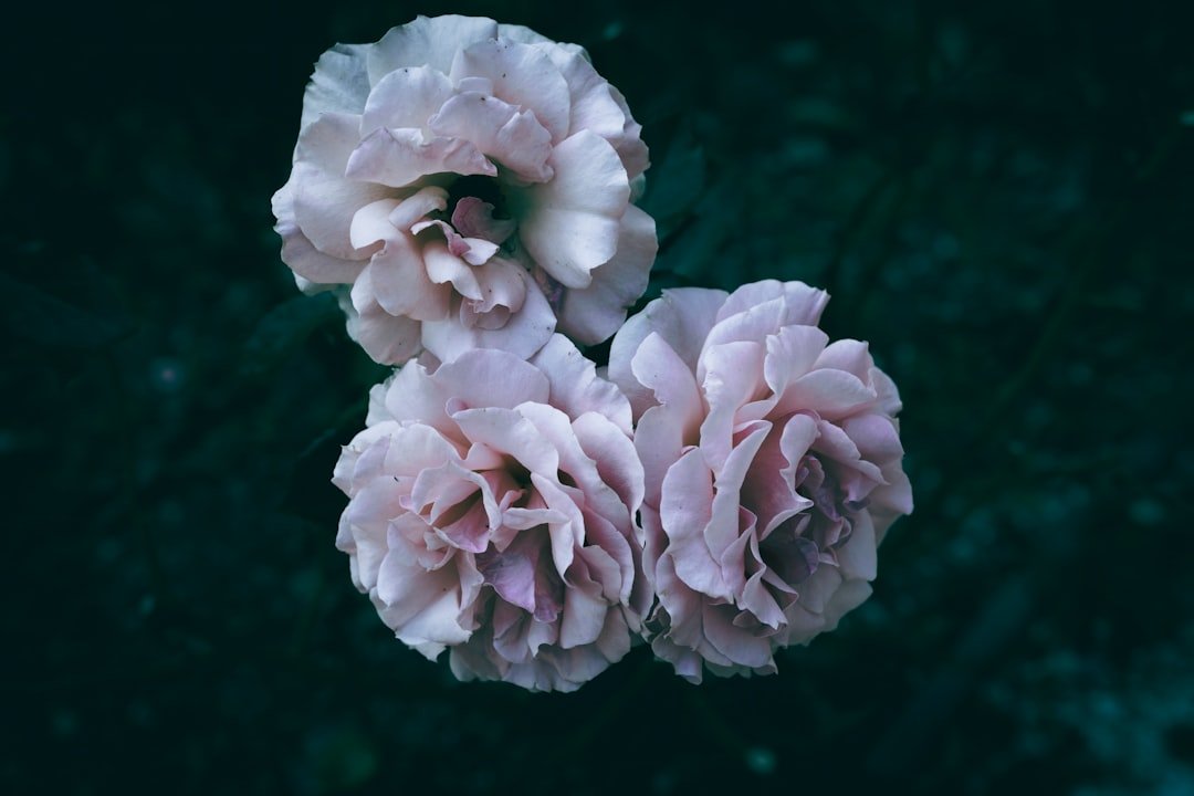 Photo Instagram Reels