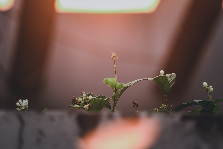 Photo Scalable Growth