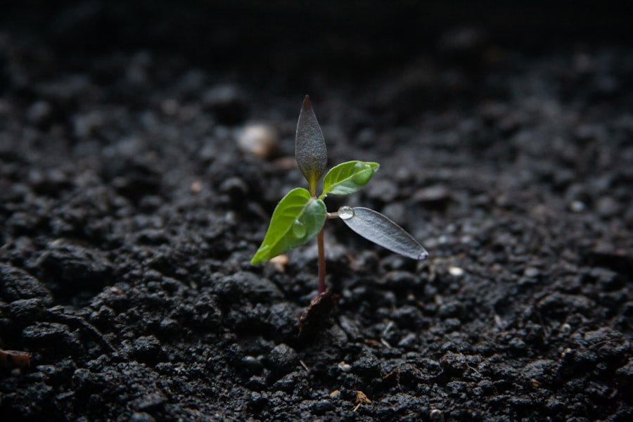 Photo Growth-Stage Companies